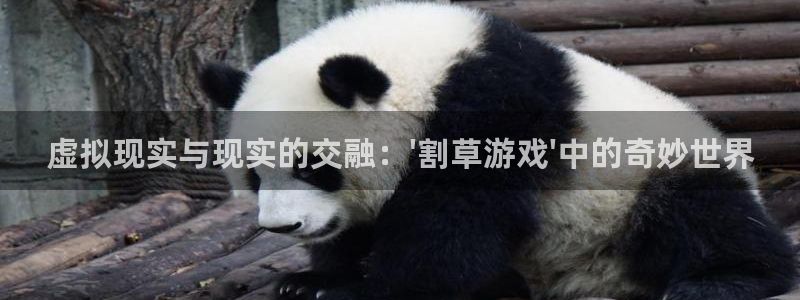 杏运娱乐注册资金多少